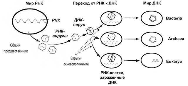 Развитие рнк. Мир РНК теория происхождения жизни. Гипотеза РНК происхождение жизни. Гипотеза мир РНК кратко.